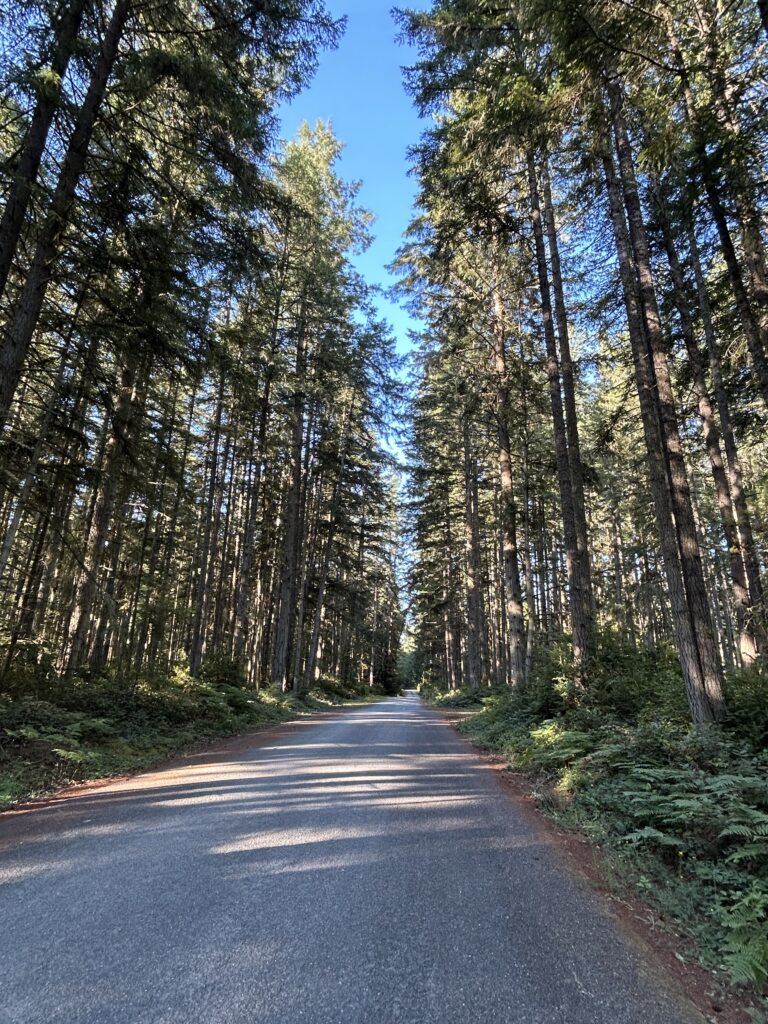 road lined with Douglas Fir trees