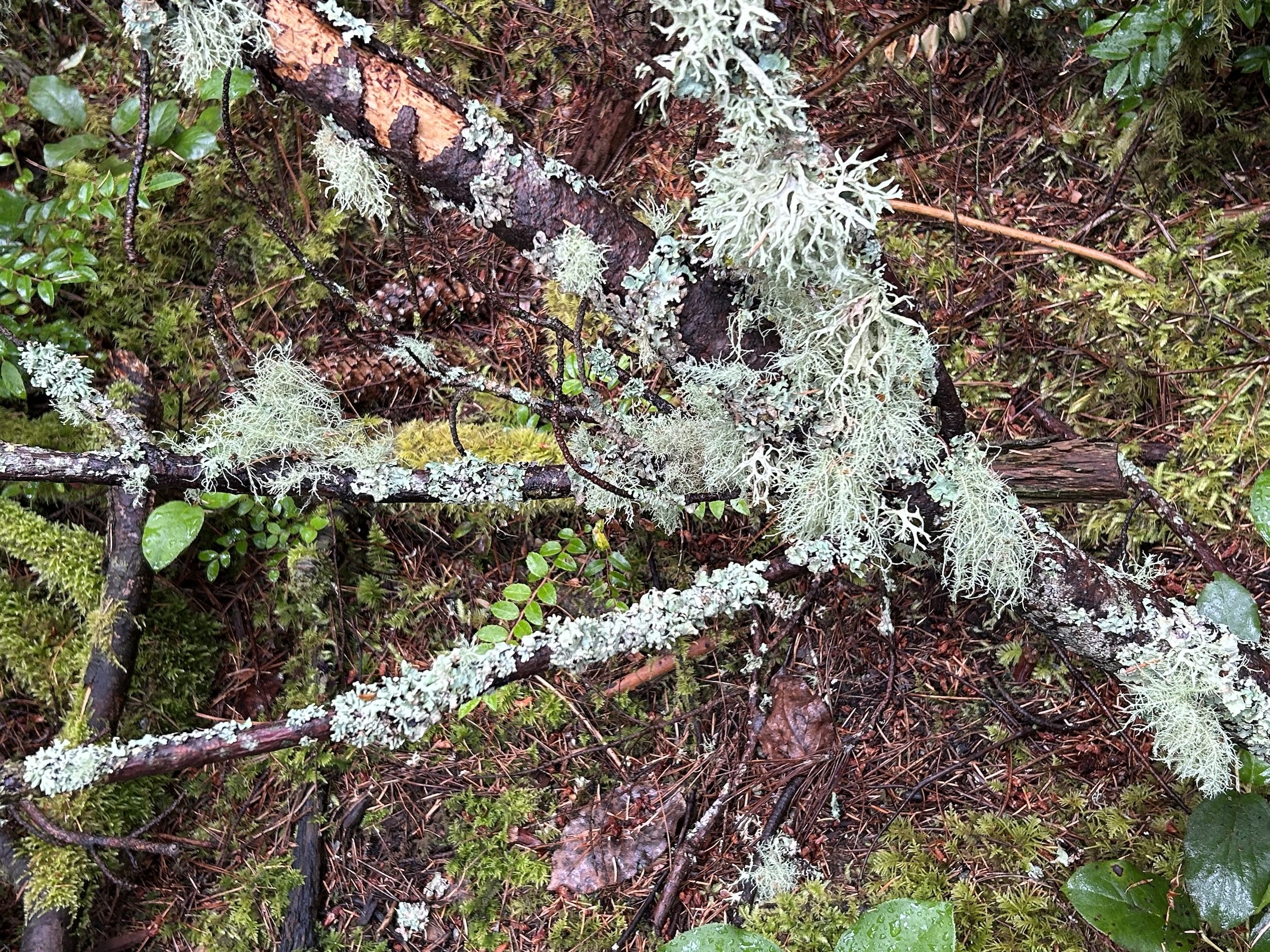 Photograph of forest floor covered with undergrowth, dead branches, moss, lichens