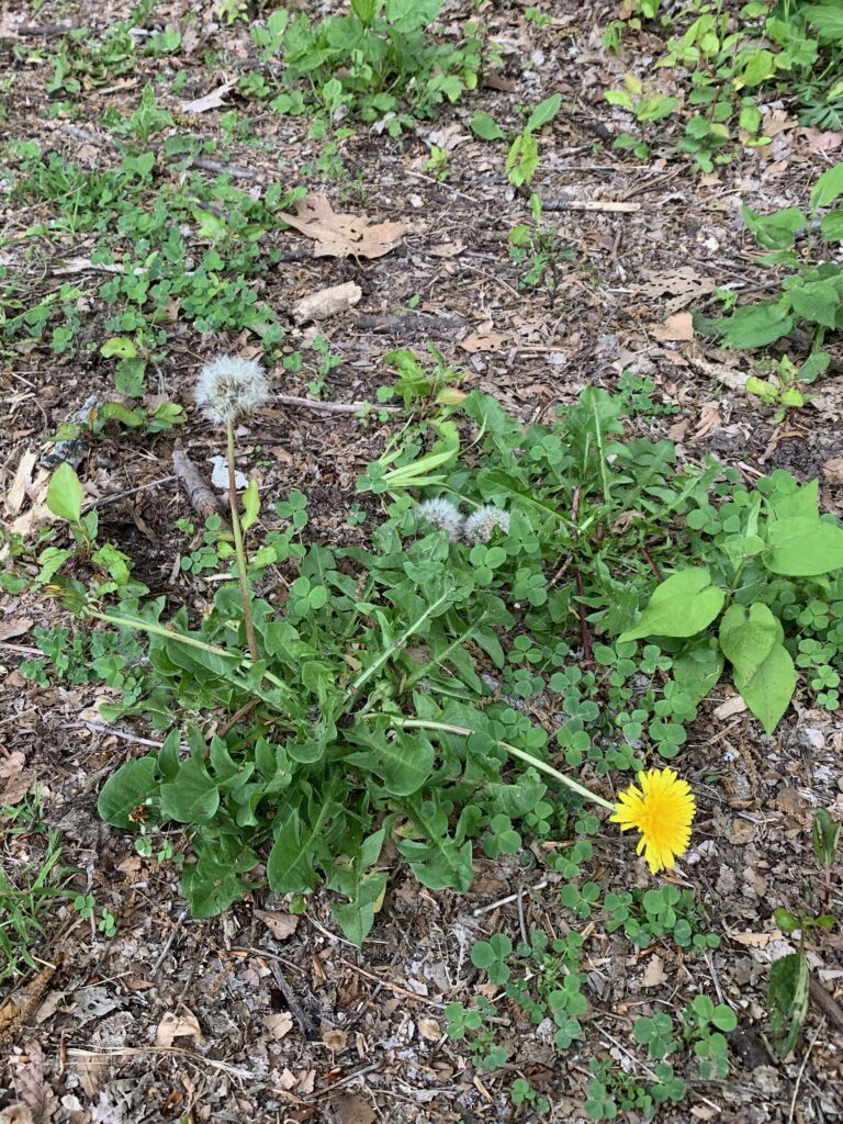 dandelion and weeds